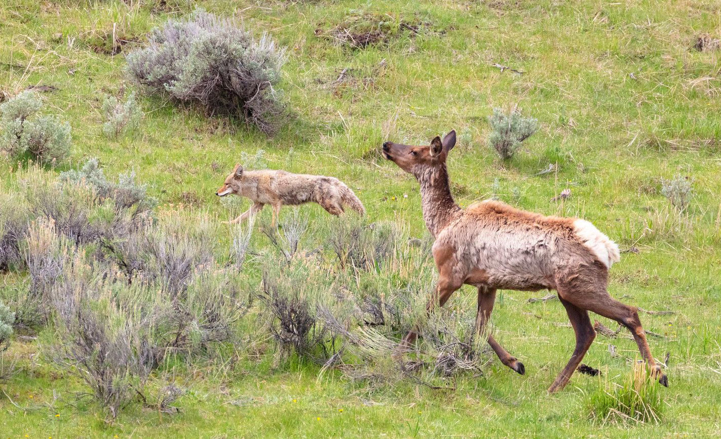 Protective mother